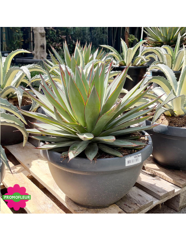 Agave Blue Glow 40 L - Promofleur (2)