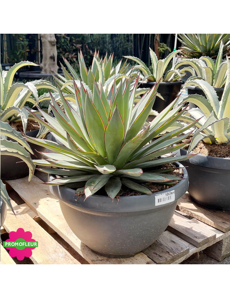 Agave Blue Glow 40 L - Promofleur (2)