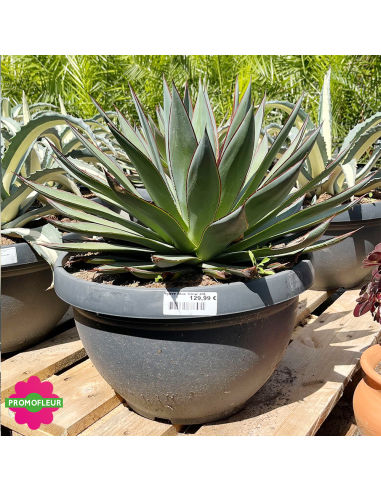 Agave Blue Glow 40 L - Promofleur (1)