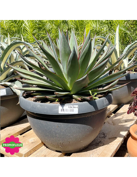 Agave Blue Glow 40 L - Promofleur (1)