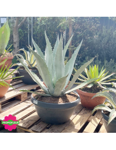 Agave Azul Bol - Promofleur (1)
