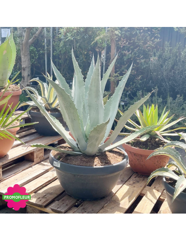 Agave Azul Bol - Promofleur (1)