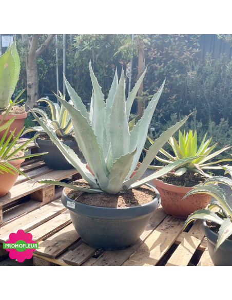 Agave Azul Bol - Promofleur (1)