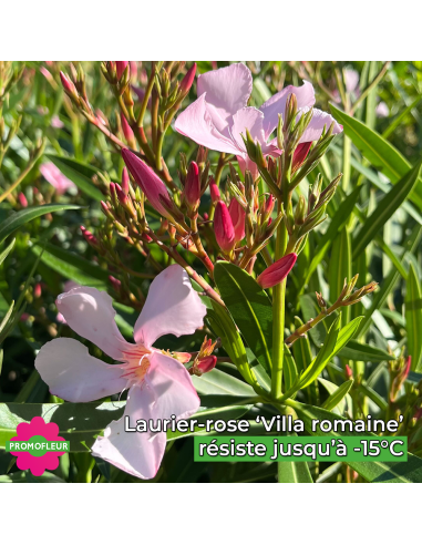 Zoom fleurs laurier rose 'Villa Romaine' - Promofleur
