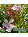 Zoom fleurs laurier rose 'Villa Romaine' - Promofleur