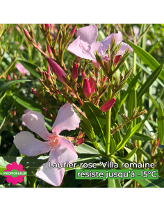 Zoom fleurs laurier rose 'Villa Romaine' - Promofleur