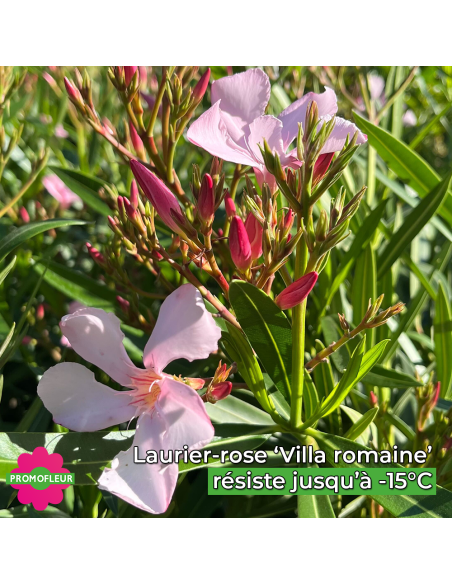 Zoom fleurs laurier rose 'Villa Romaine' - Promofleur