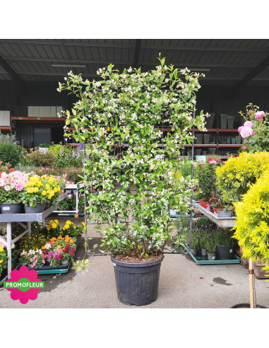 Jasmin d'hiver étoilé palissade H.200 cm 'Trachelospermum jasminoide' - Promofleur (1)