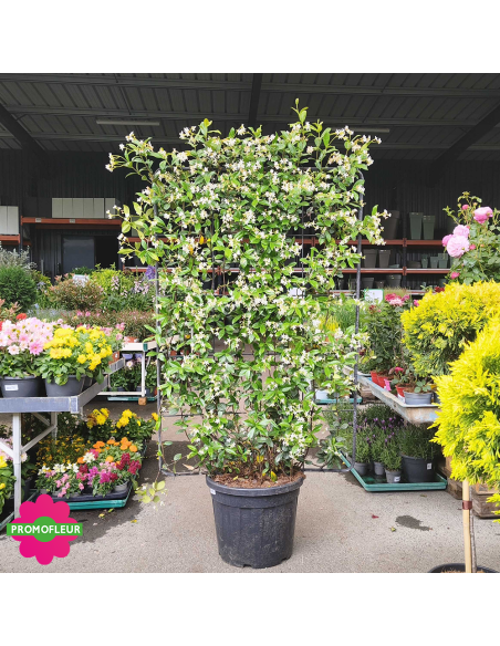Jasmin d'hiver étoilé palissade H.200 cm 'Trachelospermum jasminoide' - Promofleur (1)