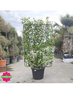 Jasmin d'hiver étoilé palissade H.200 cm 'Trachelospermum jasminoide' - Promofleur (1) 2