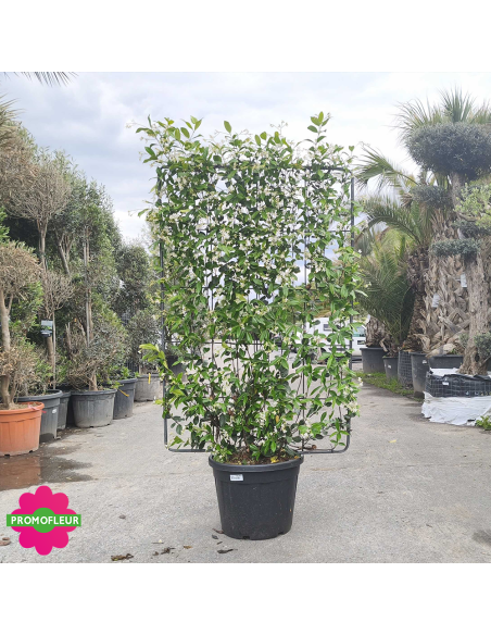 Jasmin d'hiver étoilé palissade H.200 cm 'Trachelospermum jasminoide' - Promofleur (2)