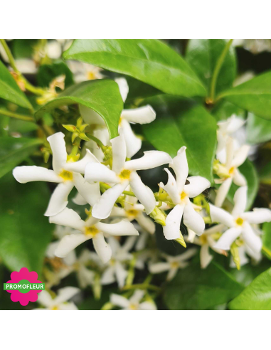 Zoom sur les fleurs de jasmin d'hiver étoilé (Trachelospermum jasminoide) - Promofleur