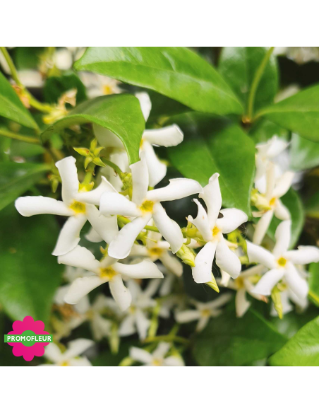 Zoom sur les fleurs de jasmin d'hiver étoilé (Trachelospermum jasminoide) - Promofleur