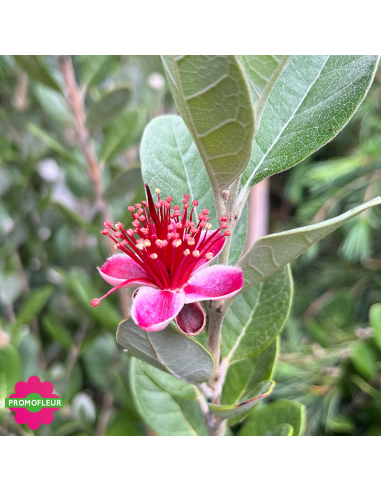Floraison Goyavier du Brésil "Feijo" - Promofleur (1)