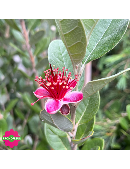 Floraison Goyavier du Brésil "Feijo" - Promofleur (1)