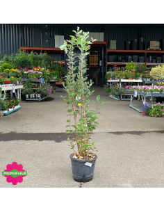 Floraison Goyavier du Brésil "Feijo" - Promofleur (1) 2