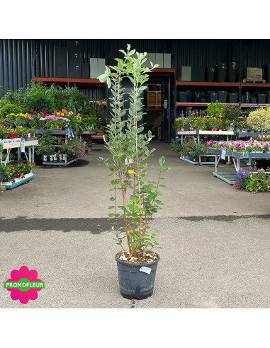Goyavier du Brésil "Feijo" - Hauteur 80/100 cm - Promofleur