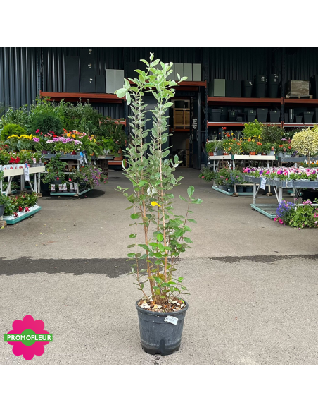 Goyavier du Brésil "Feijo" - Hauteur 80/100 cm - Promofleur