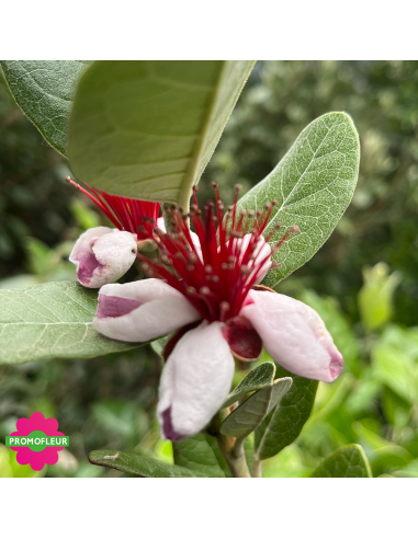 Floraison Goyavier du Brésil "Feijo" - Promofleur (2)