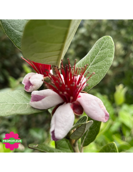 Floraison Goyavier du Brésil "Feijo" - Promofleur (2)