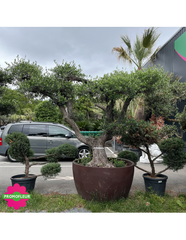 Olivier plateau Pot Déco 690 L Hauteur 250 cm feuillage taillé en nuage - Promofleur