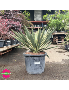 Yucca Gloriosa Hauteur 40 cm - Promofleur