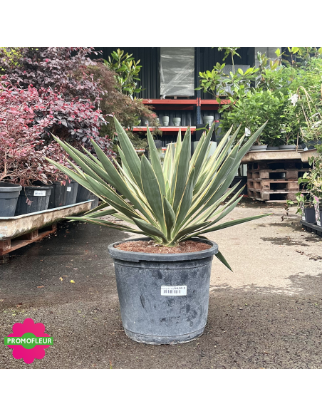 Yucca Gloriosa Hauteur 40 cm - Promofleur