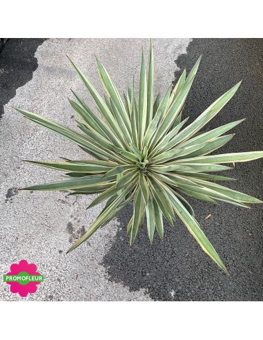 Yucca Gloriosa Hauteur 40 cm - Promofleur (vue d'en haut)