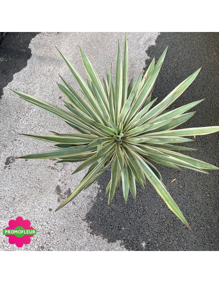 Yucca Gloriosa Hauteur 40 cm - Promofleur (vue d'en haut)