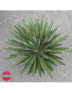 Yucca Filifera Hauteur 50 cm - Promofleur 2