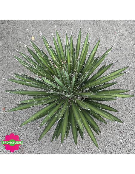 Yucca Filifera Hauteur 50 cm - Promofleur (vue du dessus)