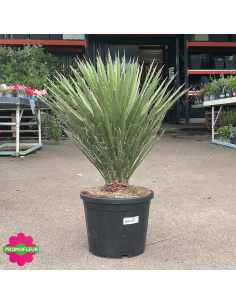 Yucca Filifera Hauteur 50 cm - Promofleur