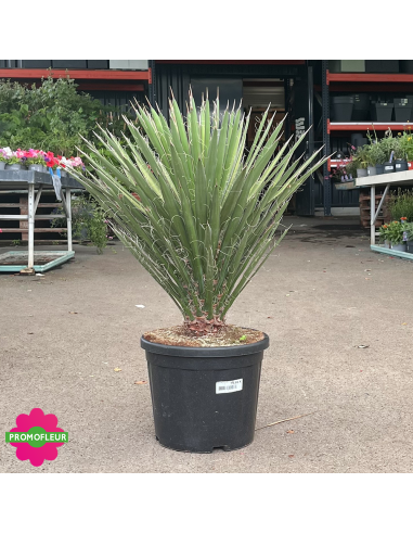 Yucca Filifera Hauteur 50 cm - Promofleur
