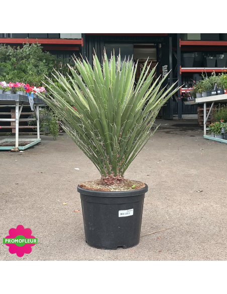 Yucca Filifera Hauteur 50 cm - Promofleur