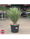 Yucca Filifera Hauteur 50 cm - Promofleur