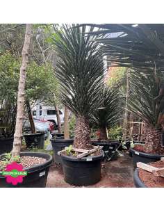 Yucca Filifera Hauteur 180 cm - Promofleur