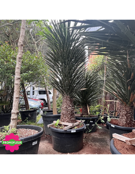 Yucca Filifera Hauteur 180 cm - Promofleur
