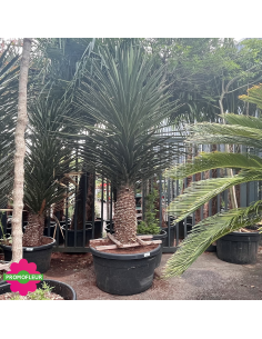 Yucca Filifera Hauteur 200 cm - Promofleur