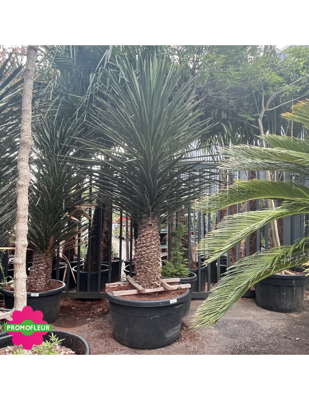 Yucca Filifera Hauteur 200 cm - Promofleur