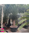 Yucca Filifera Hauteur 200 cm - Promofleur