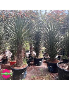 Yucca Filifera Hauteur 125/150 cm - Promofleur