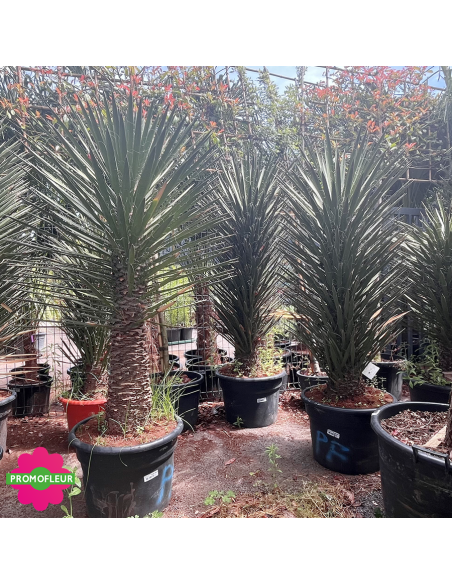 Yucca Filifera Hauteur 125/150 cm - Promofleur