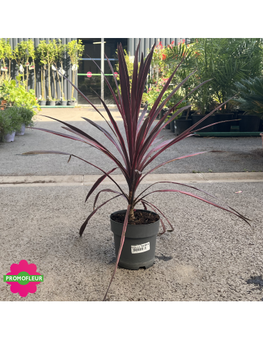 Cordyline australis "Pink Passion" Hauteur 50 cm