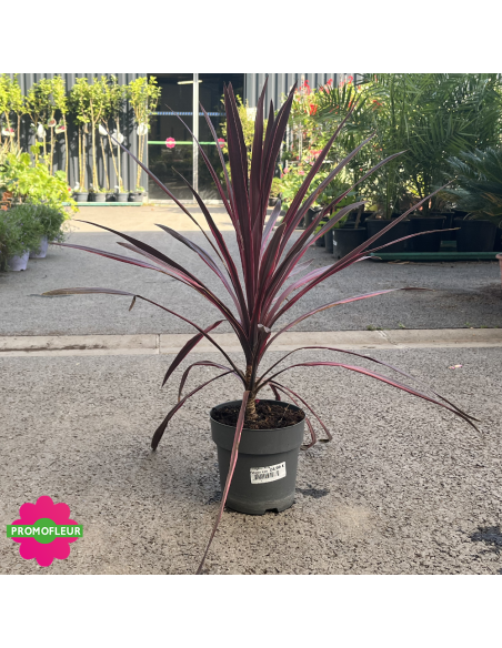 Cordyline australis "Pink Passion" Hauteur 50 cm