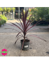 Cordyline australis "Pink Passion" Hauteur 50 cm