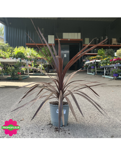 Cordyline australis "Red Star" Hauteur 50 cm - Promofleur