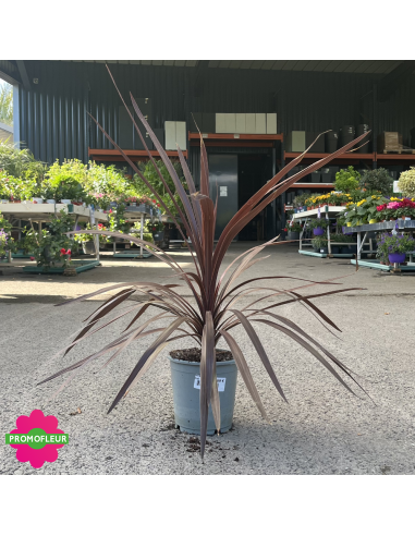 Cordyline australis "Red Star" Hauteur 50 cm - Promofleur