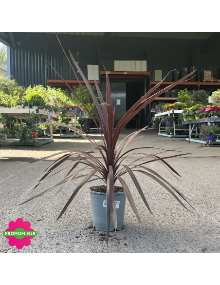 Cordyline australis "Red Star" Hauteur 50 cm - Promofleur