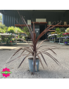 Cordyline australis "Red Star" Hauteur 50 cm - Promofleur