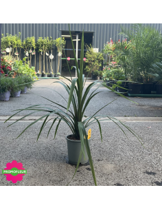 Cordyline australis "Peko" Hauteur 50 cm - Promofleur